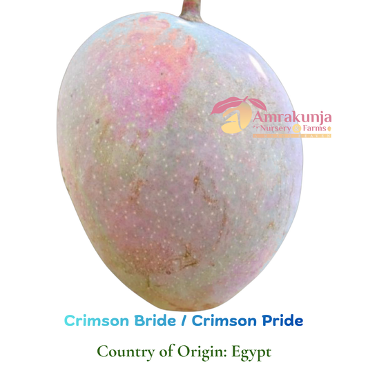 Crimson Bride / Crimson Pride