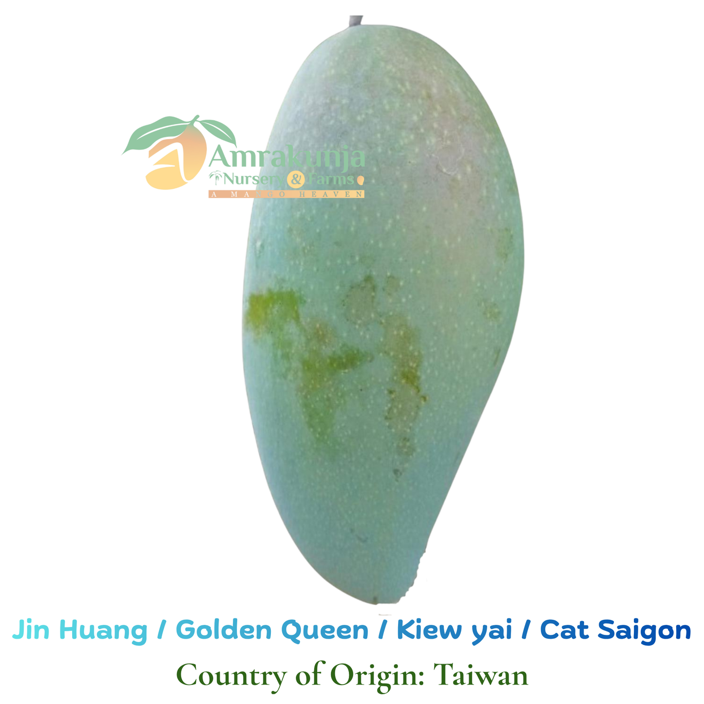 Jin Huang / Golden Queen / Kiew Yai / Cat Saigon