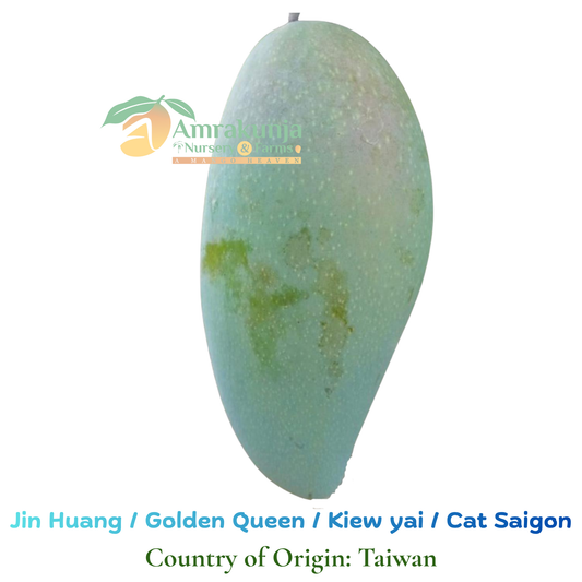 Jin Huang / Golden Queen / Kiew Yai / Cat Saigon