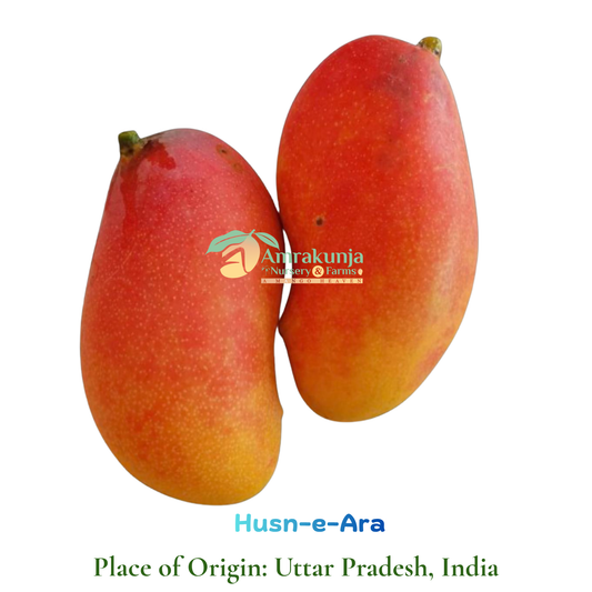 Husn-e-Ara (the most beautiful mango in the world)