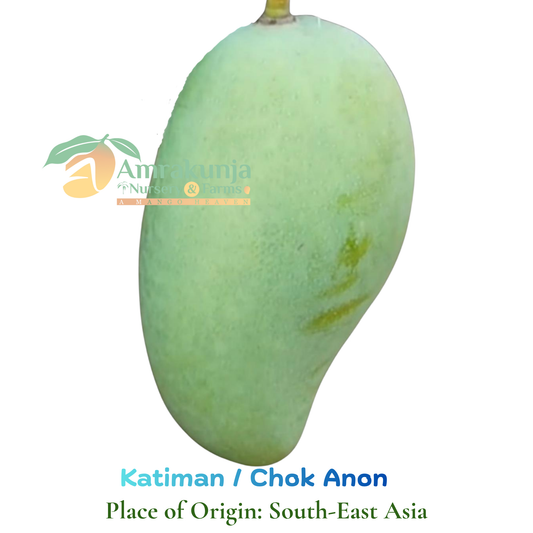 Katiman / Chok Anon