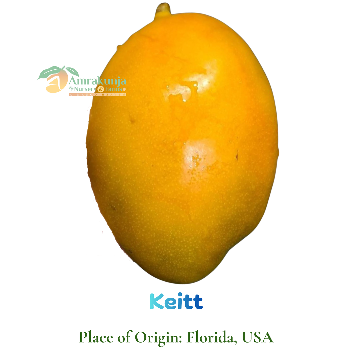 Keitt