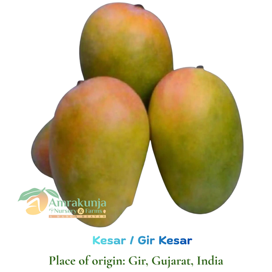 Gir Kesar / Kesar  (Queen of Mangoes)