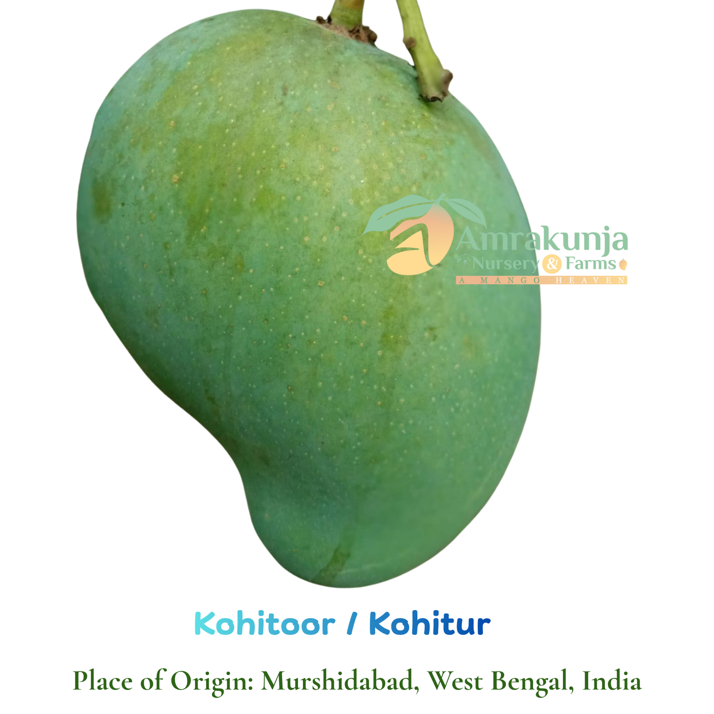 Kohitoor / Kohitur