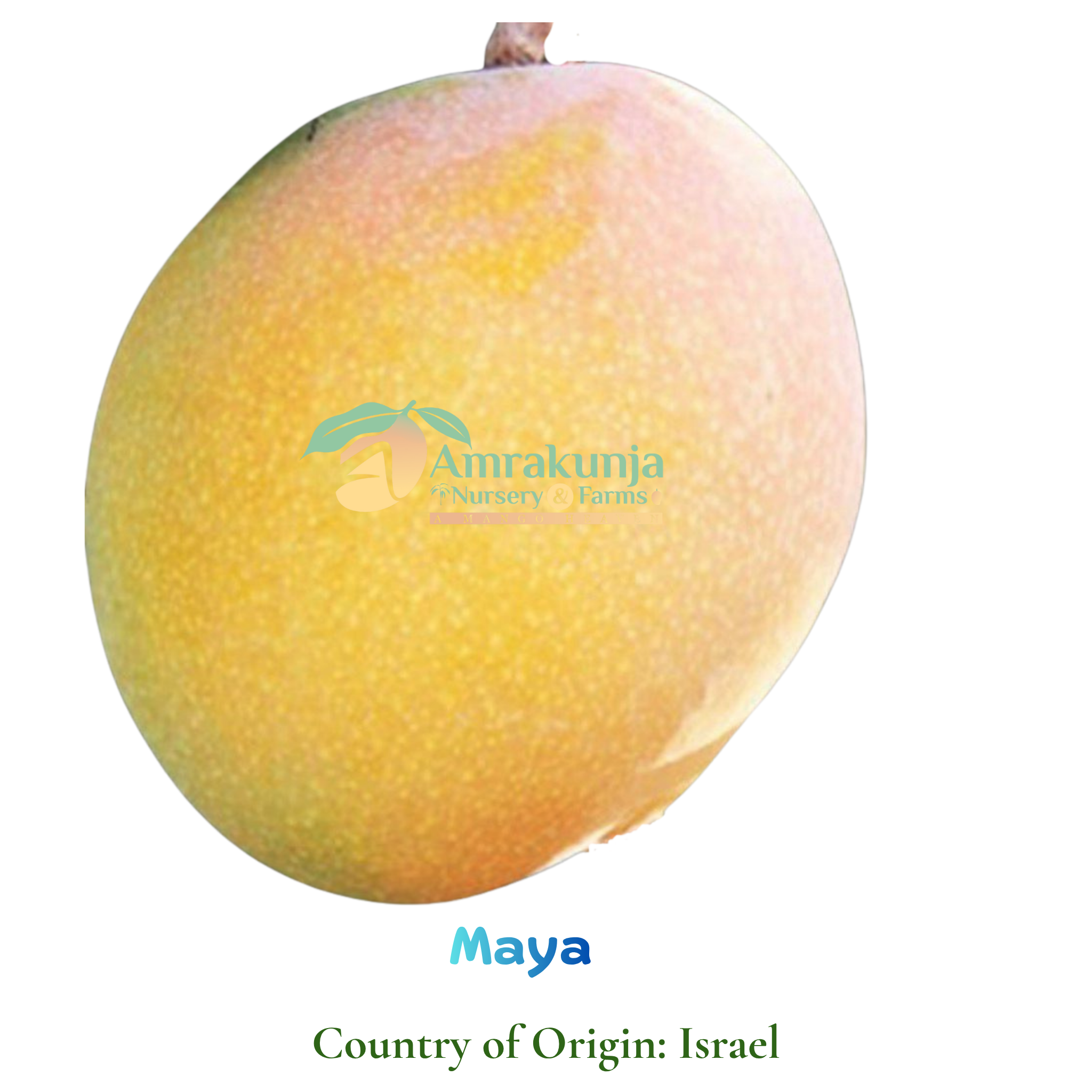 Buy Maya Mango Plant Online | MangoPlant