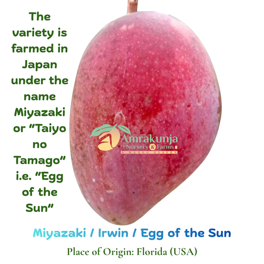 Miyazaki / Irwin / Taiyo no Tamago (Egg of the Sun)