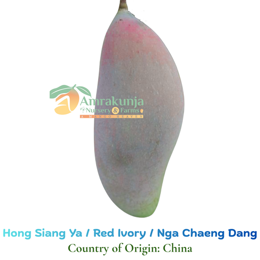 Chinagmai / Red Ivory / Hong Siang Ya / Nga Chaeng Dang