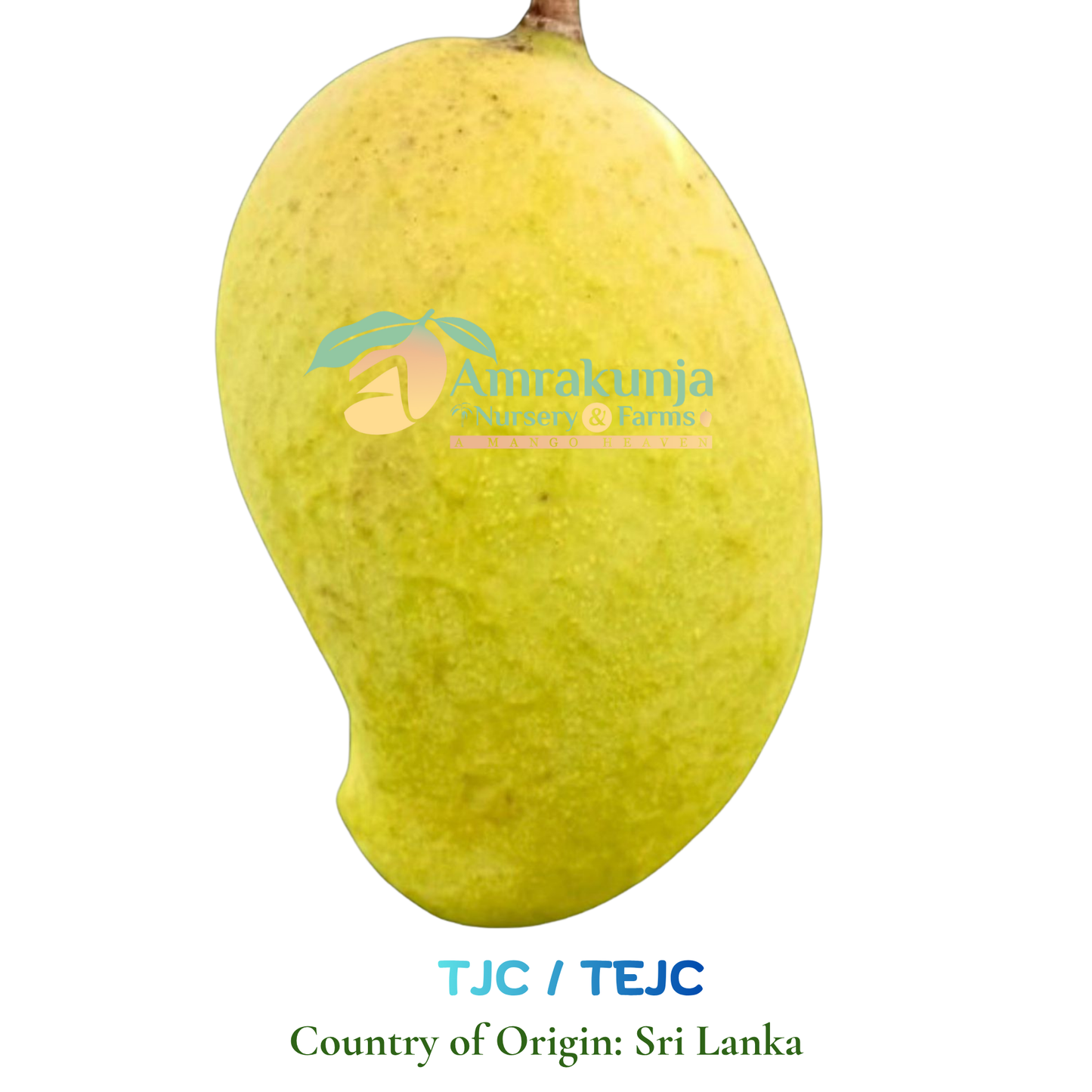 TJC / TEJC
