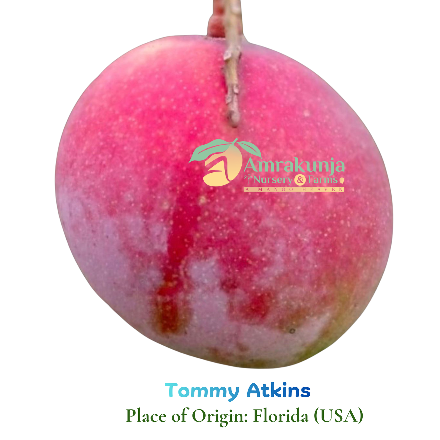 Tommy Atkins
