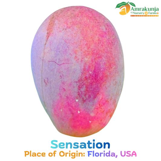 Sensation