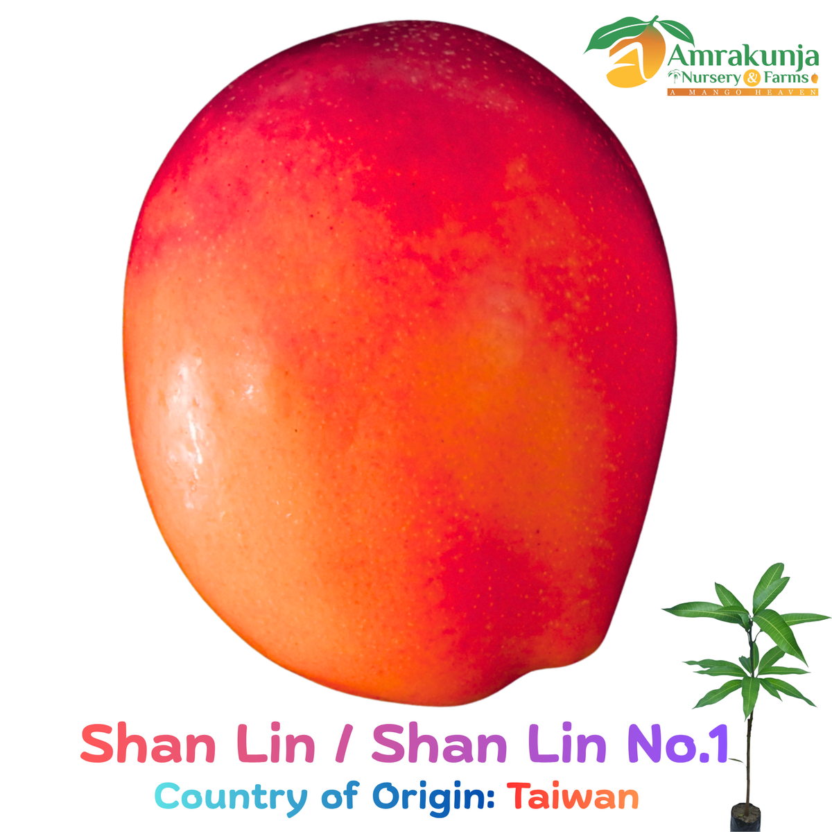 Shan Lin / Shan Lin No. 1
