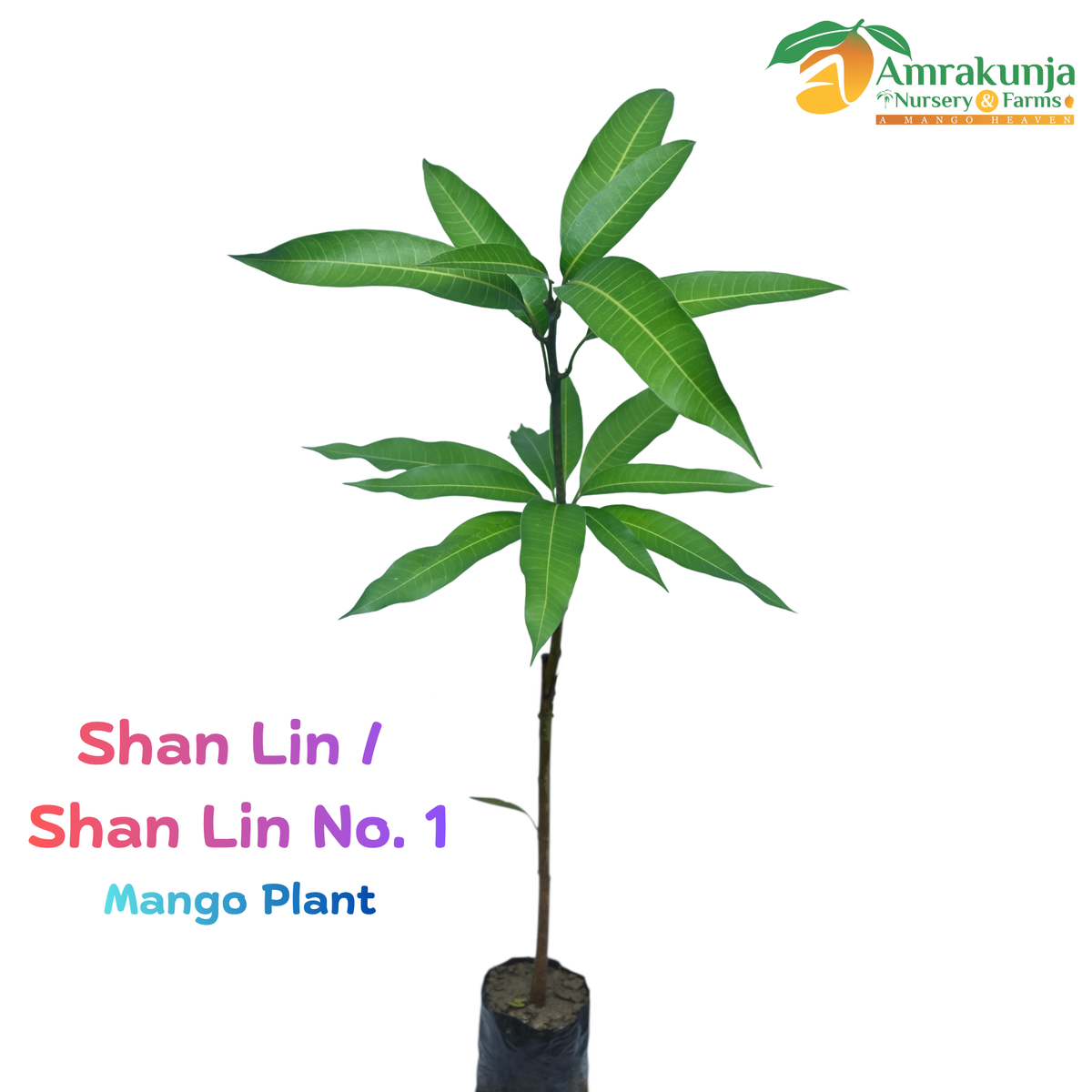 Shan Lin / Shan Lin No. 1