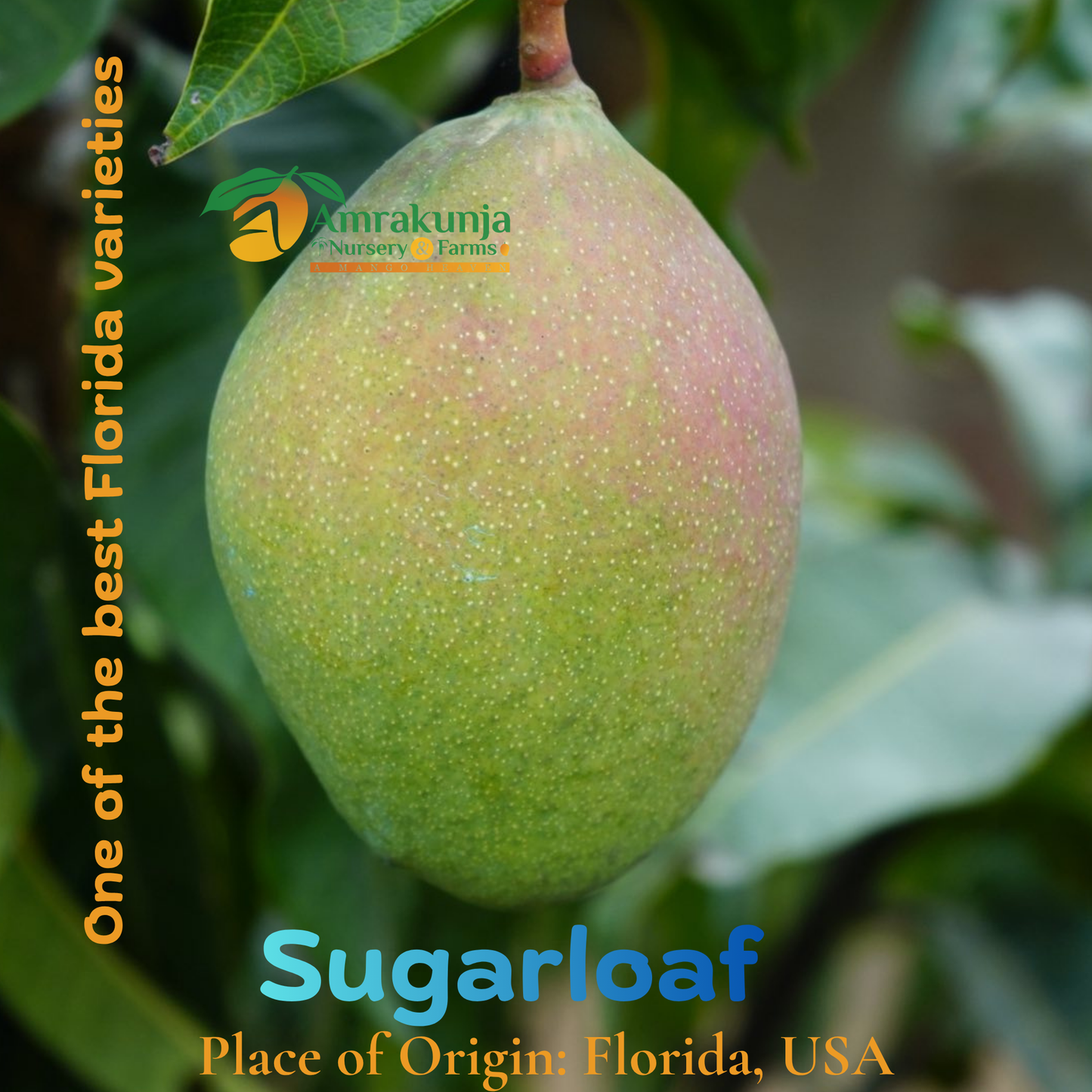 Sugarloaf
