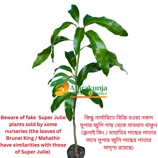 Super Julie / Fairchild Ruby /  J-12