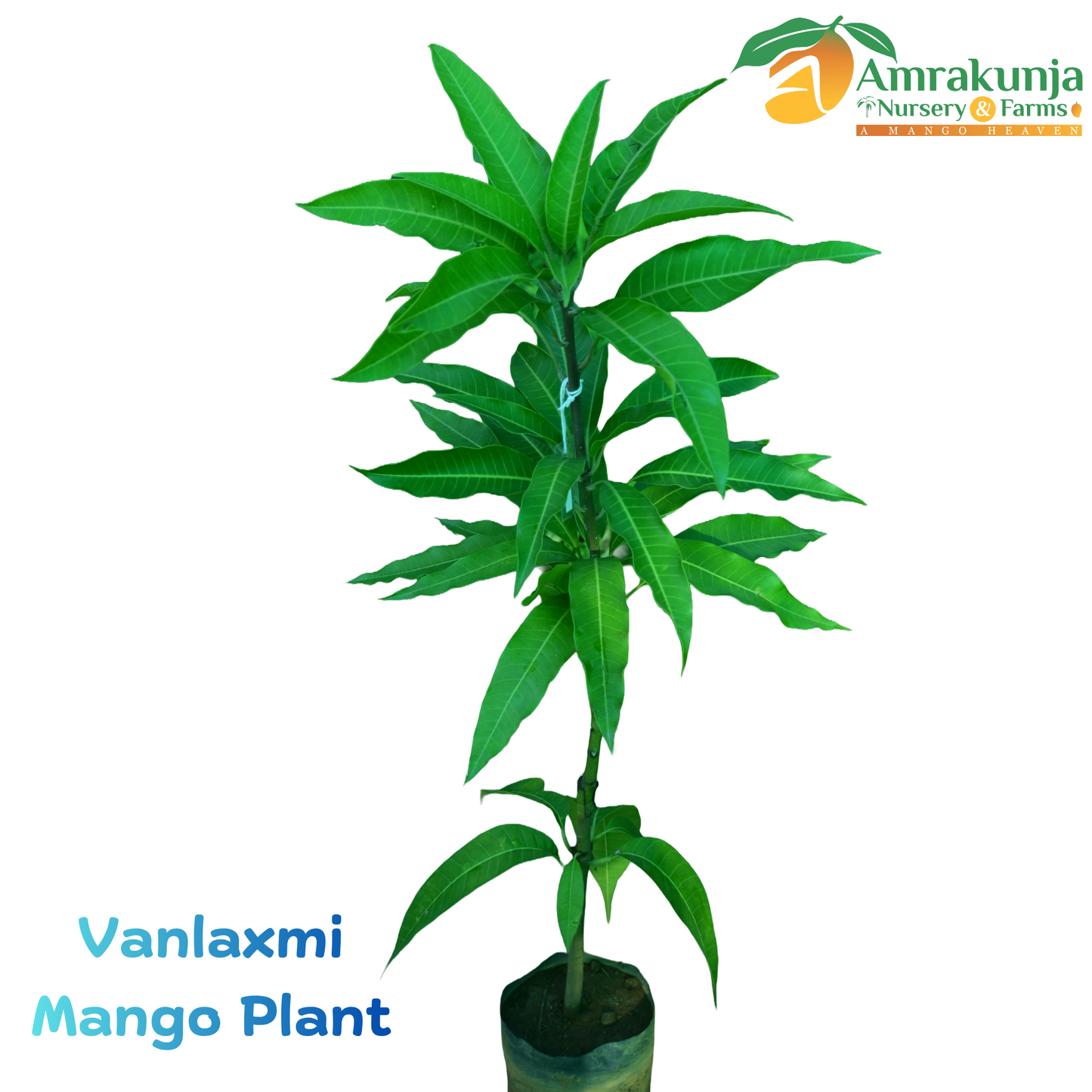 Vanlaxmi