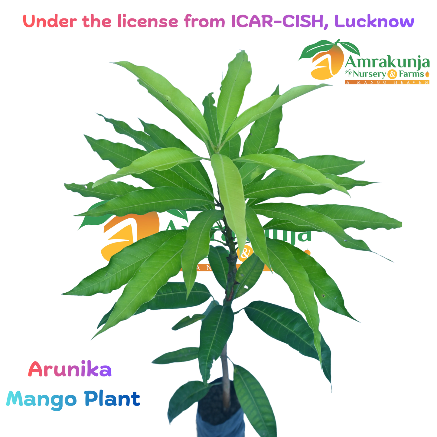 Arunika / CISH-Arunika