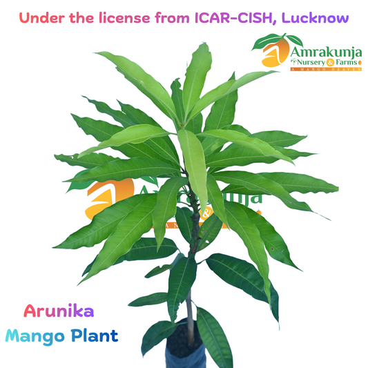 Arunika / CISH-Arunika