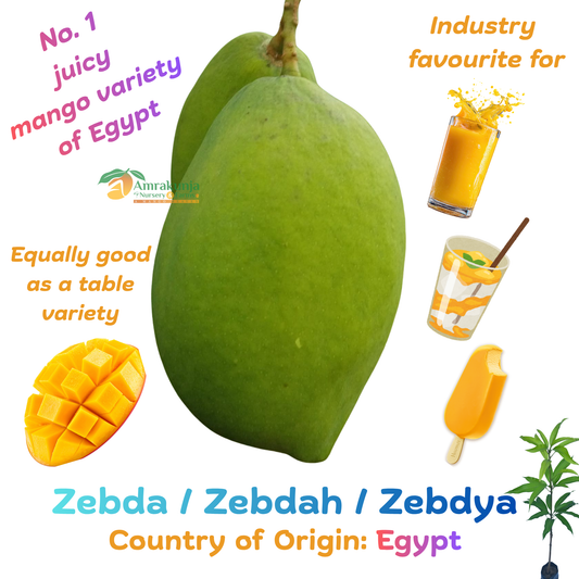 Zebda / Zebdah / Zebdya