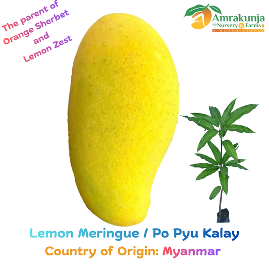 Lemon Meringue / Po Pyu Kalay