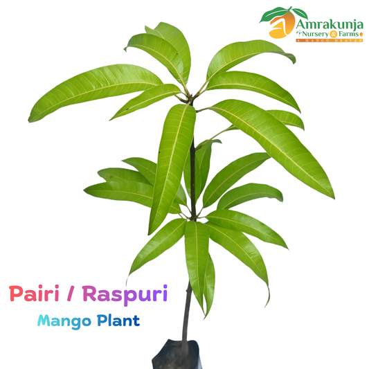 Pairi / Raspuri