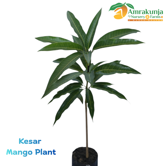 Kesar (Queen of Mangoes)