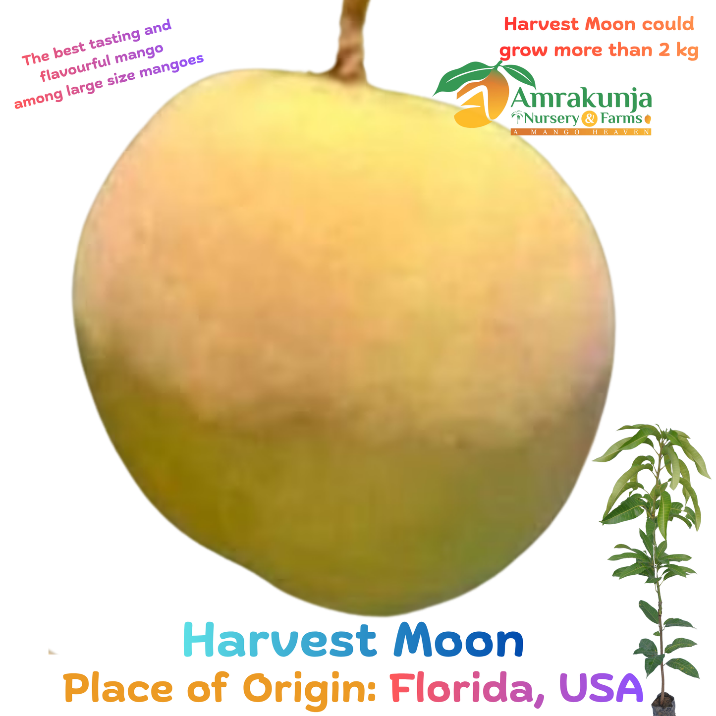 Harvest Moon