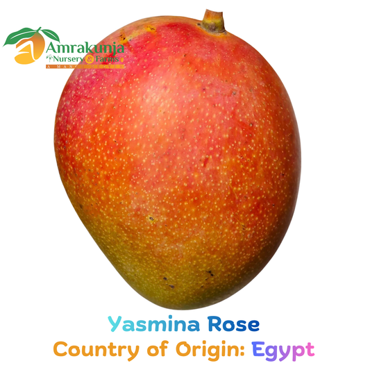 Yasmina Rose