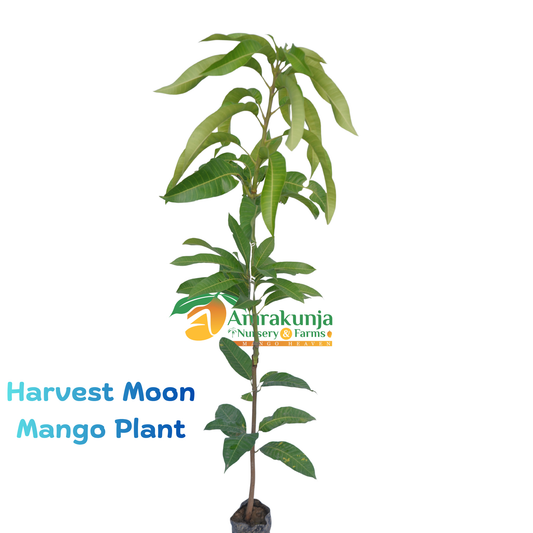 Harvest Moon