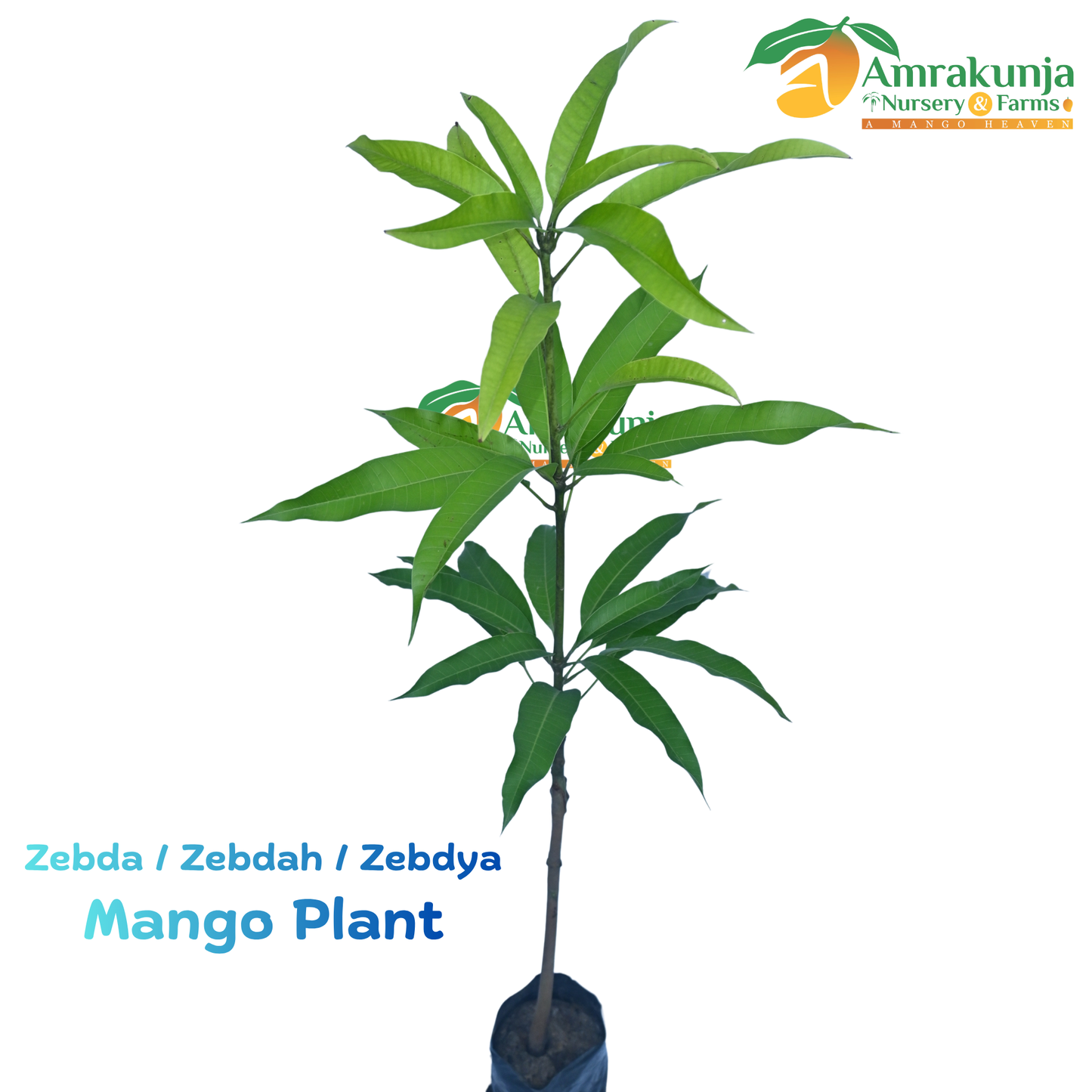 Zebda / Zebdah / Zebdya