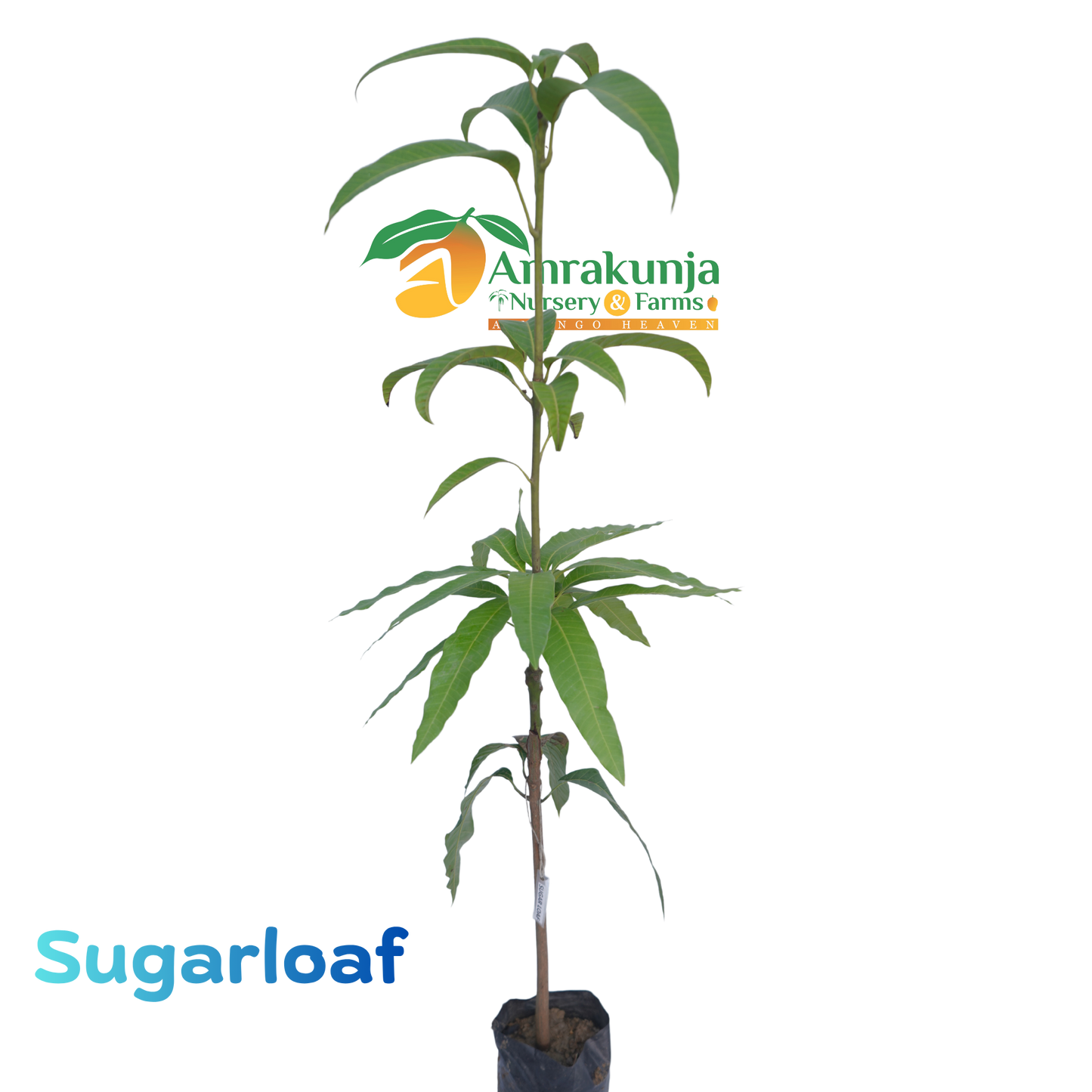 Sugarloaf