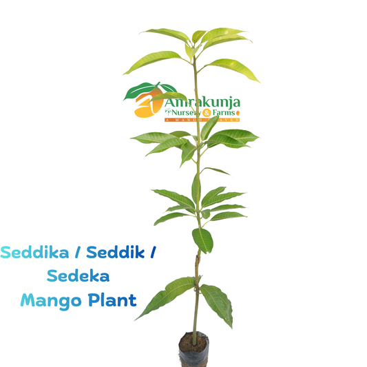 Seddika / Seddik / Sedeka
