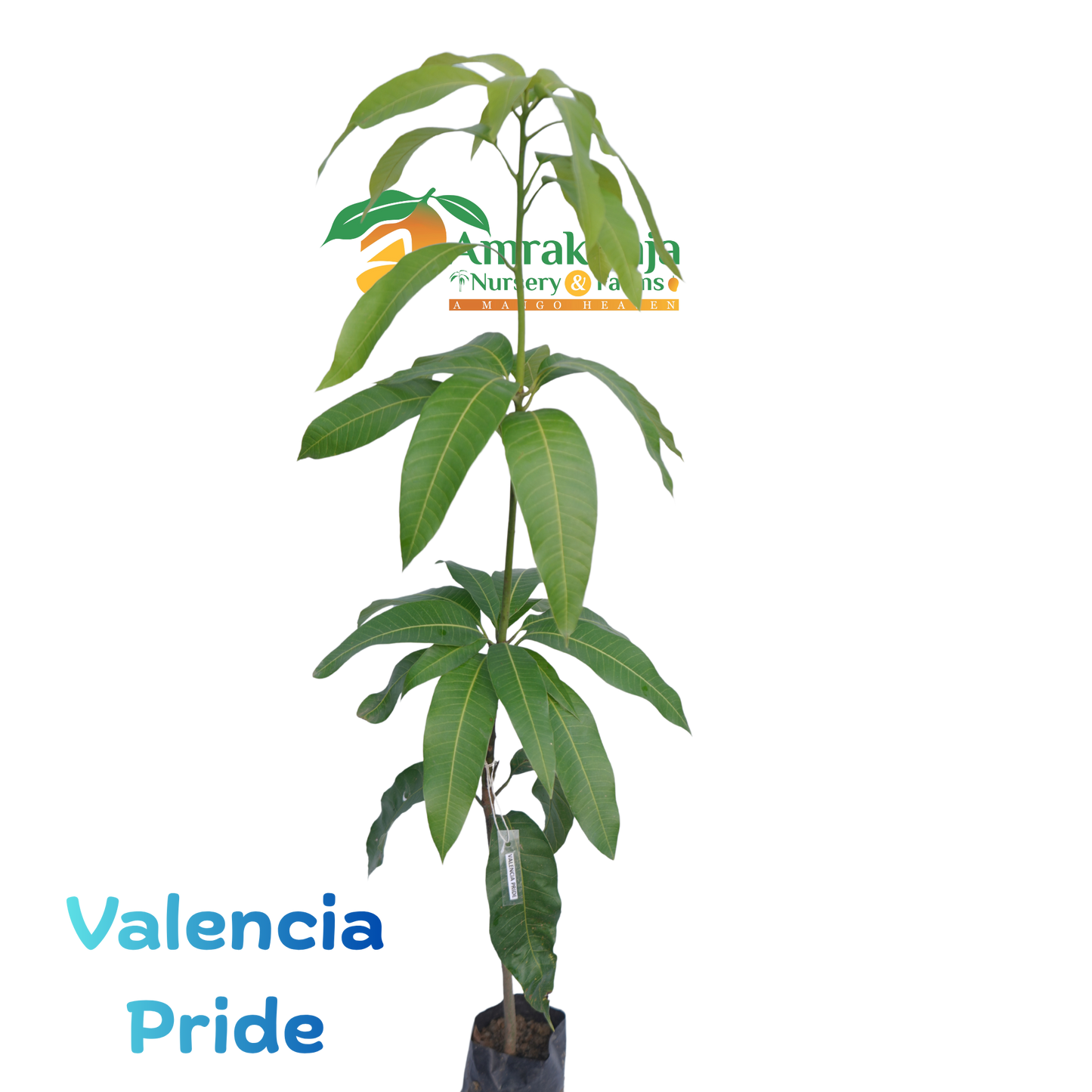 Valencia Pride