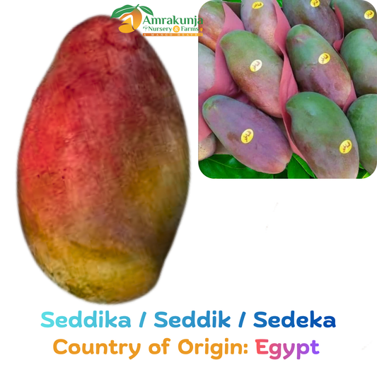 Seddika / Seddik / Sedeka