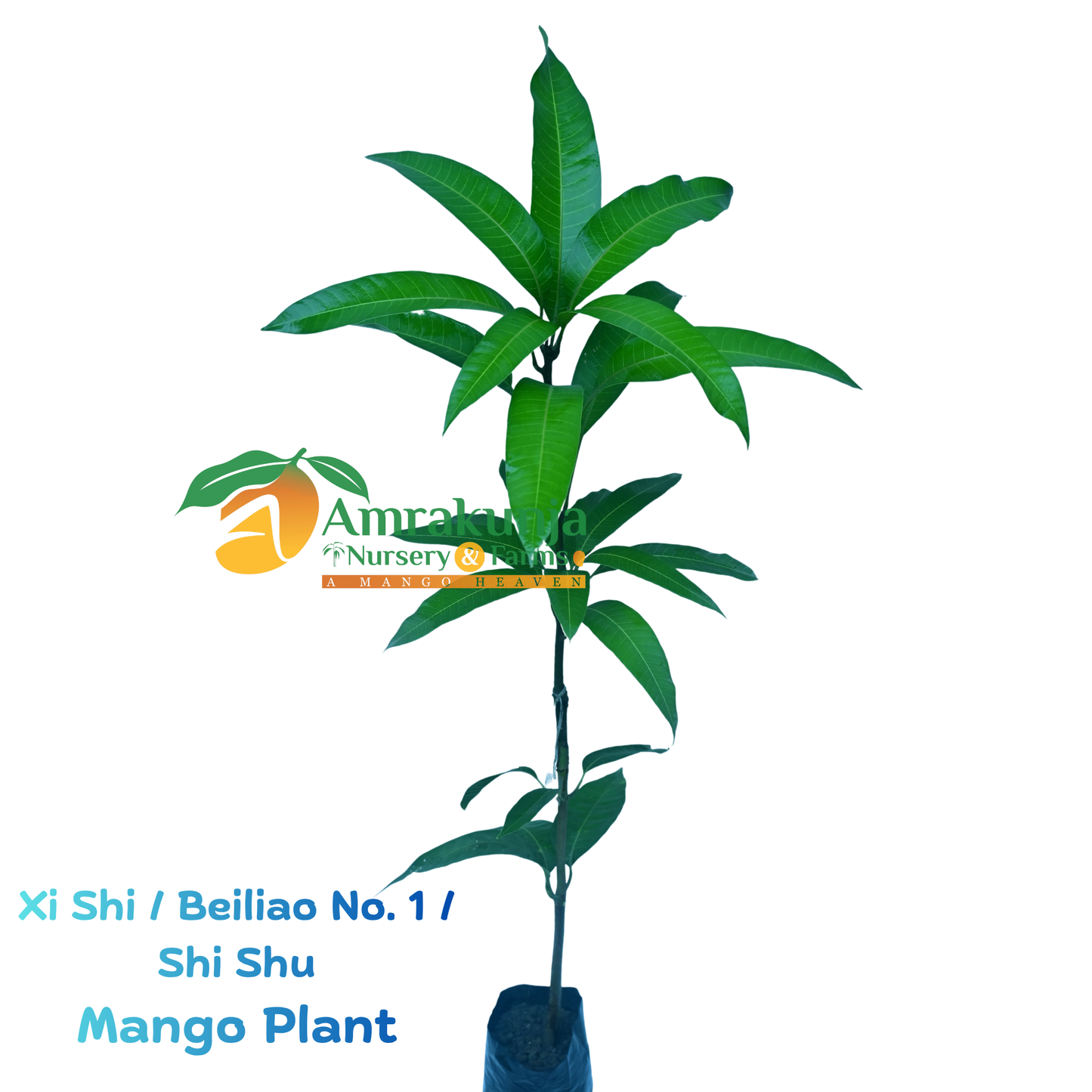 Xi Shi / Beiliao No. 1 / Shi Shu