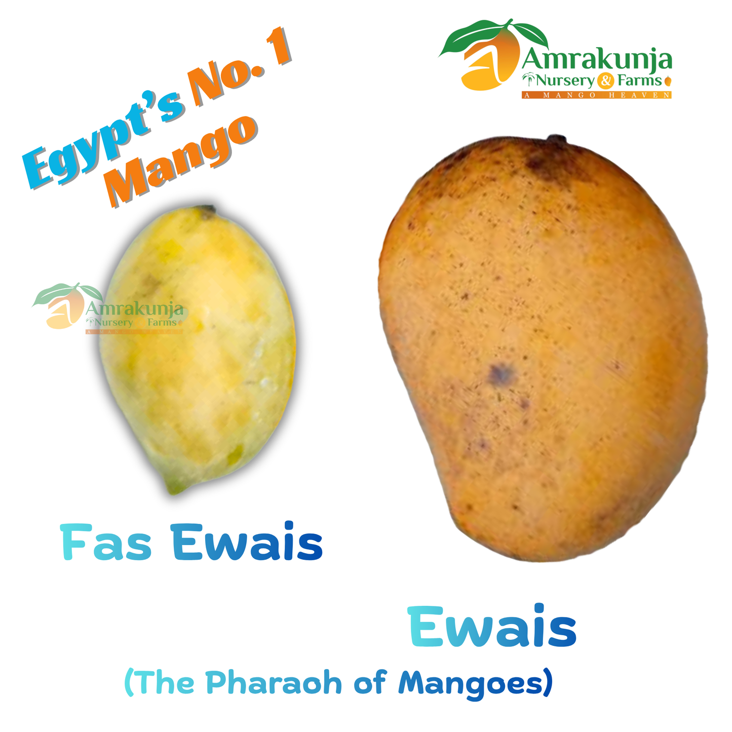 Ewais / Fas Ewais / Owais