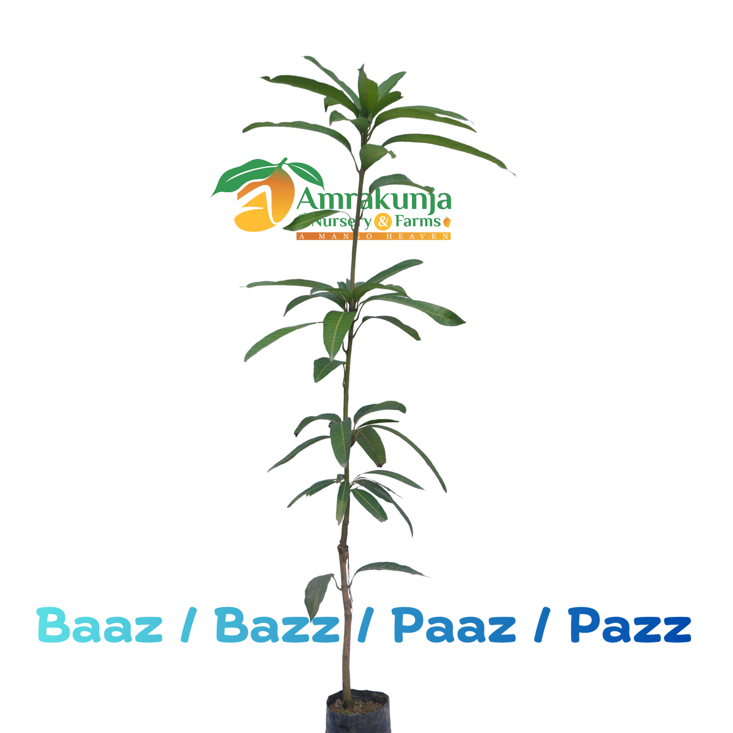 Baaz / Bazz / Paaz / Pazz