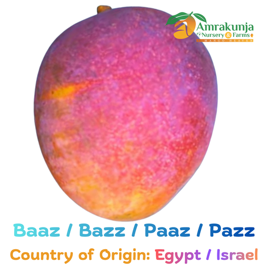 Baaz / Bazz / Paaz / Pazz