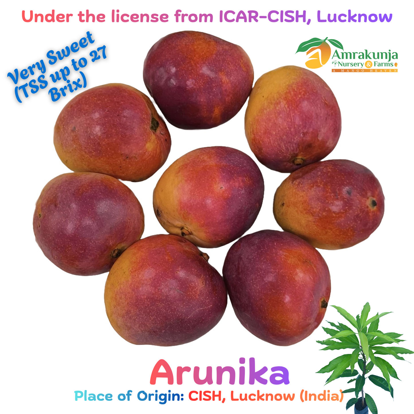 Arunika / CISH-Arunika