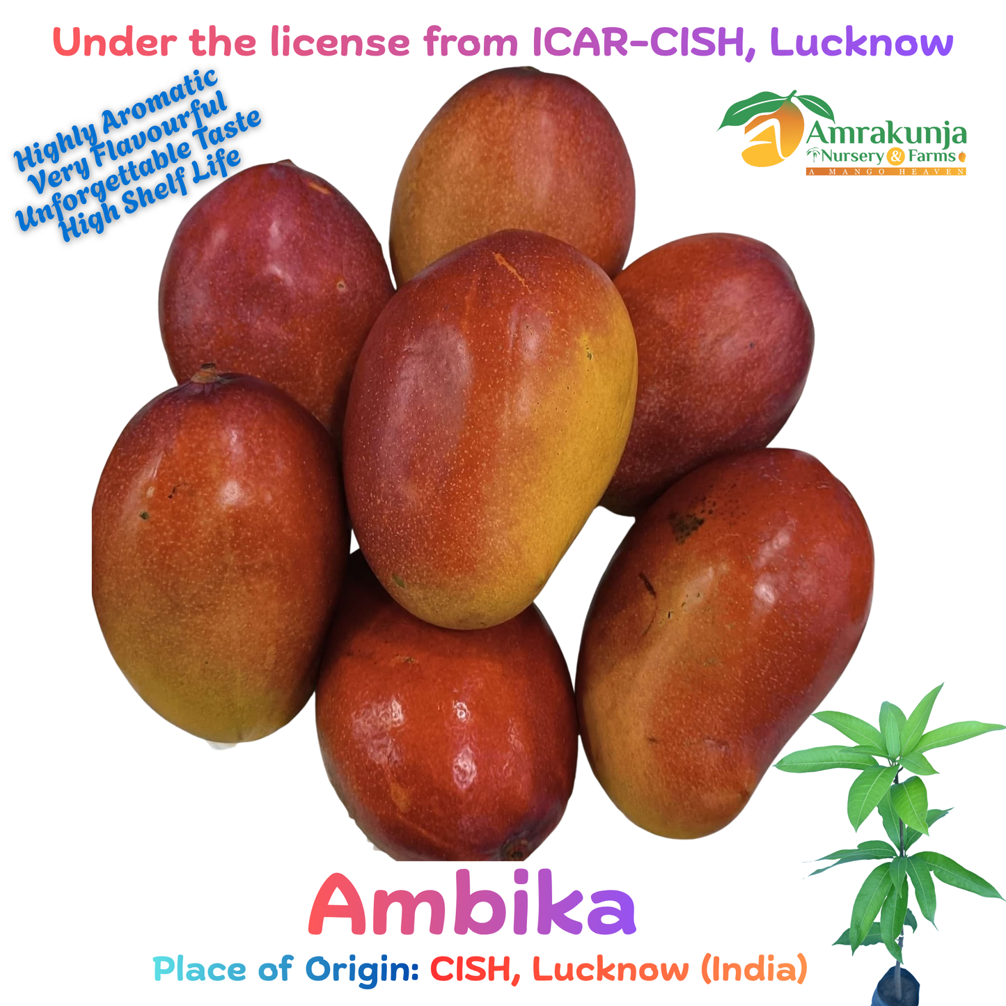 Ambika / CISH-Ambika