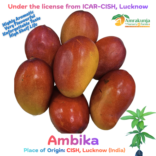 Ambika / CISH-Ambika