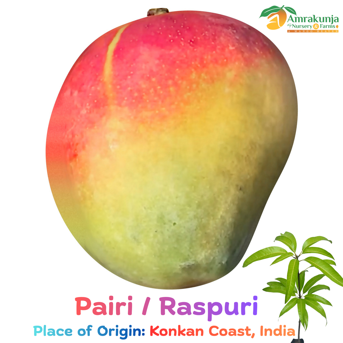 Pairi / Raspuri