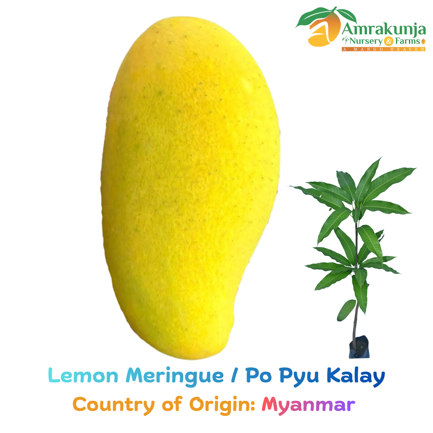 Lemon Meringue / Po Pyu Kalay