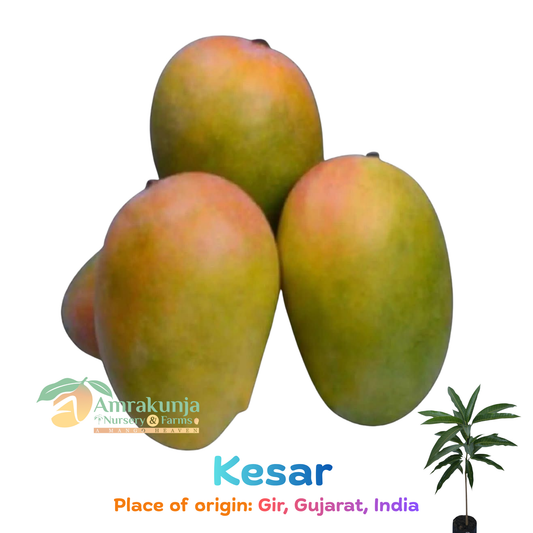 Kesar (Queen of Mangoes)