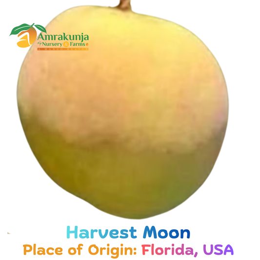 Harvest Moon