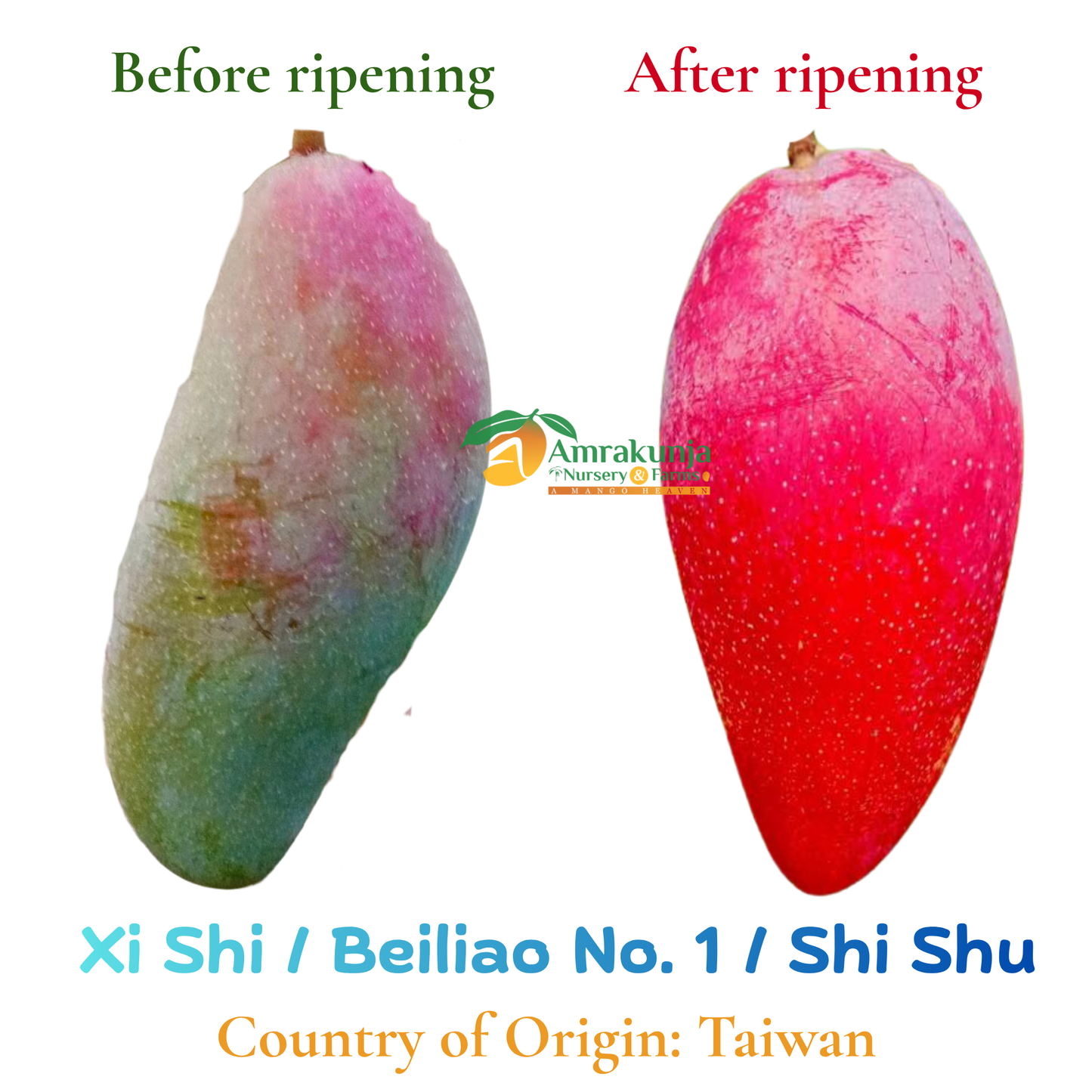 Xi Shi / Beiliao No. 1 / Shi Shu