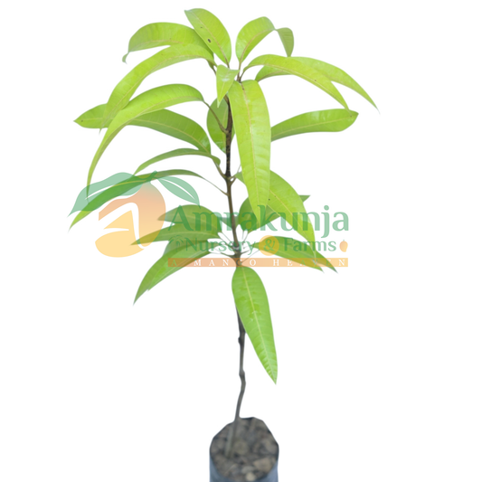 Yuwen / BN 7 / King of Chakapat / Taiwan Red / Dang Jakkrapad / Red Emperor